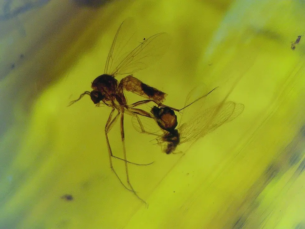 Mosquitoes mating in amber