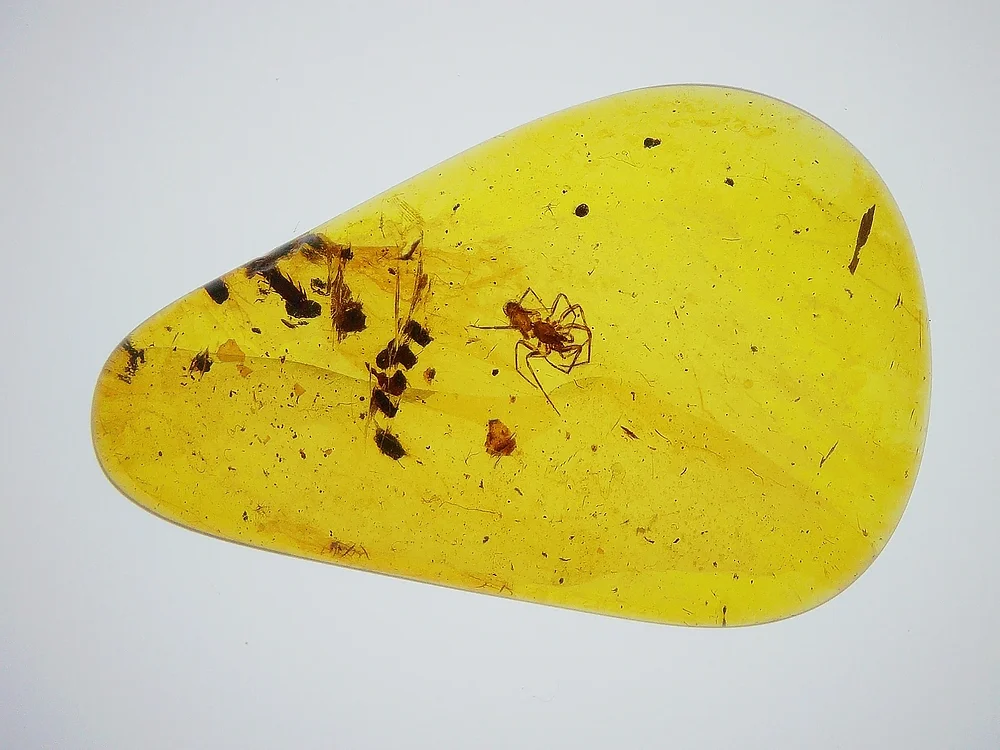 Rarest Amber Fossils of the Week, 24 July 2026