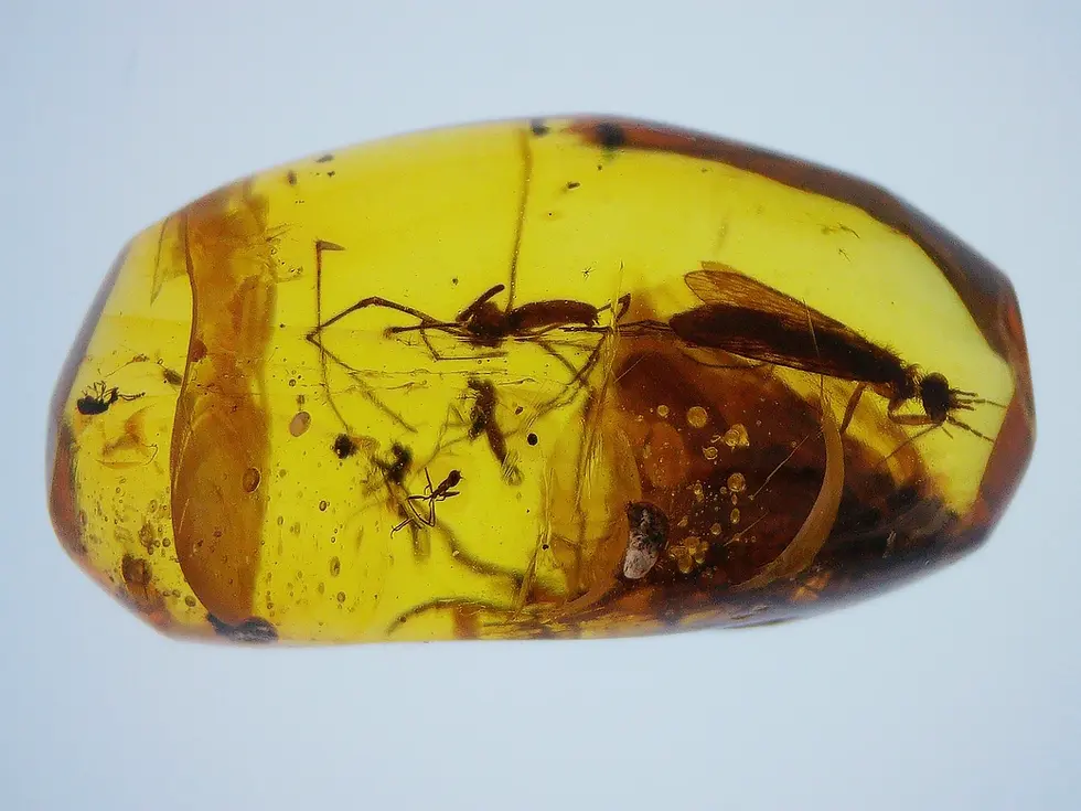 Spider, moth, fly, and more in Burmese amber swarm.