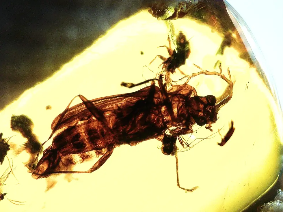 Rare firefly inclusion