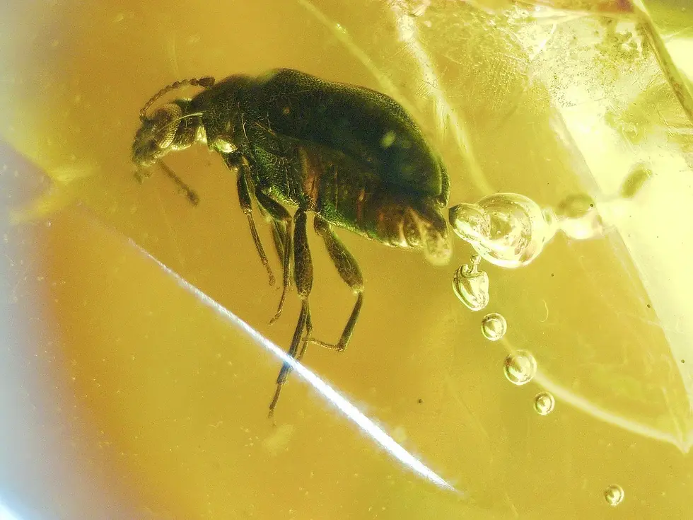 Beetle in Dominican amber
