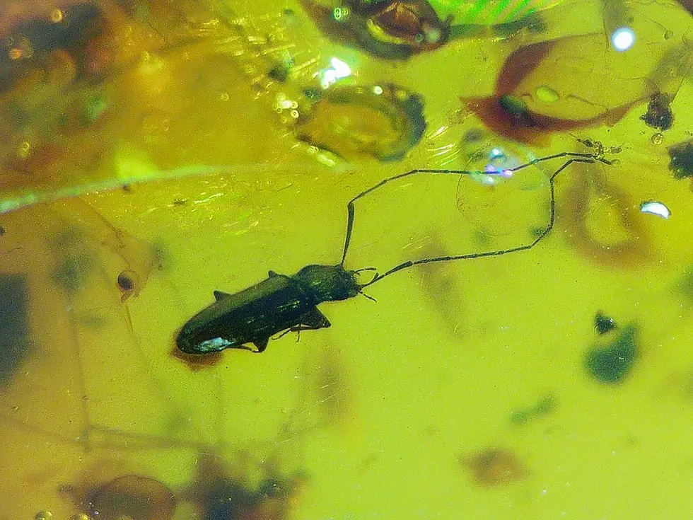Beetle with unusually long antennae
