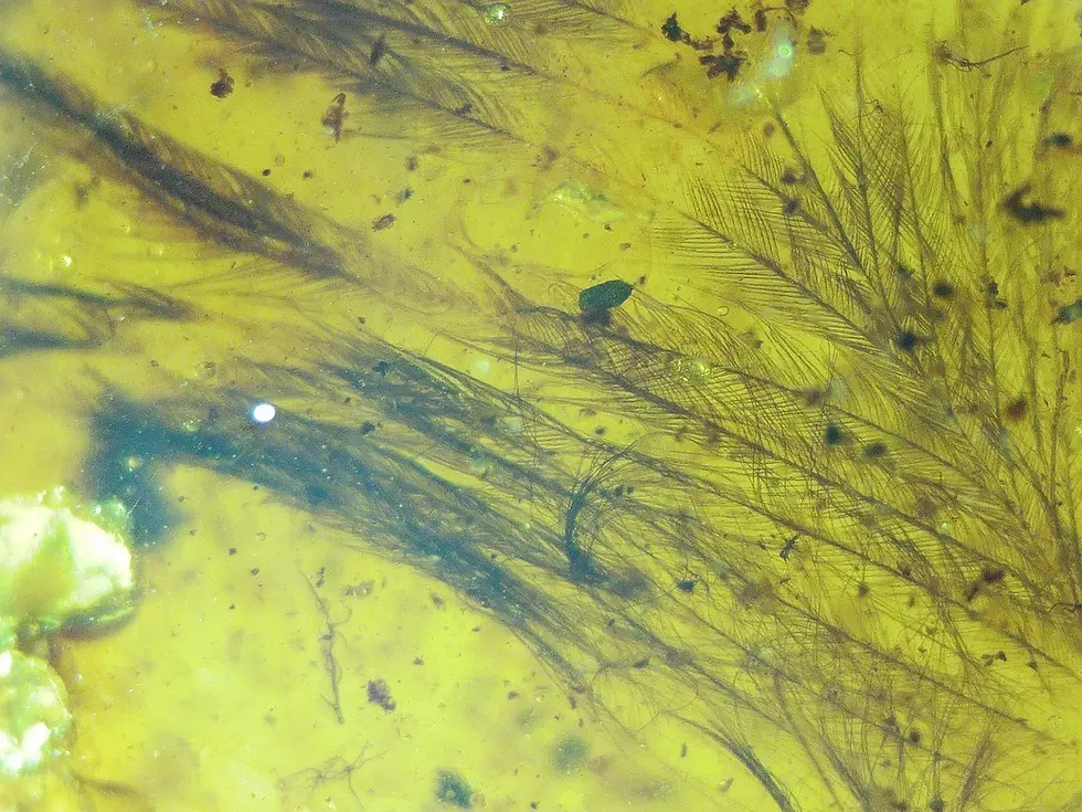 Museum Grade Feather in Burmese amber