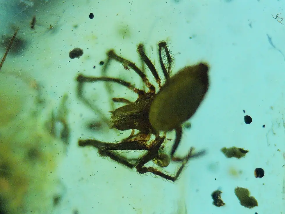 Size 7 female silver ring with spider in amber cabochon    