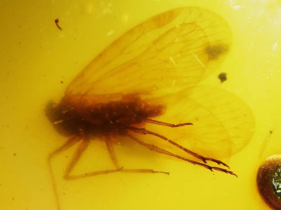 Large flying insect centered in amber slab