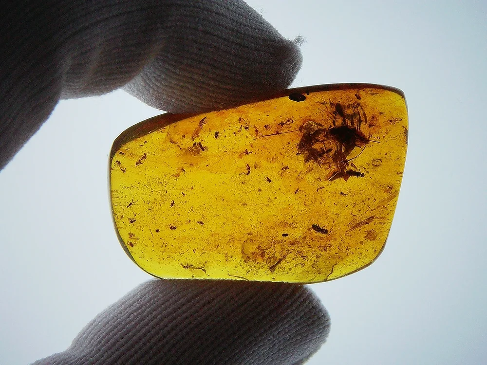 Rarest Amber Fossils of the Week, 11 August 2026
