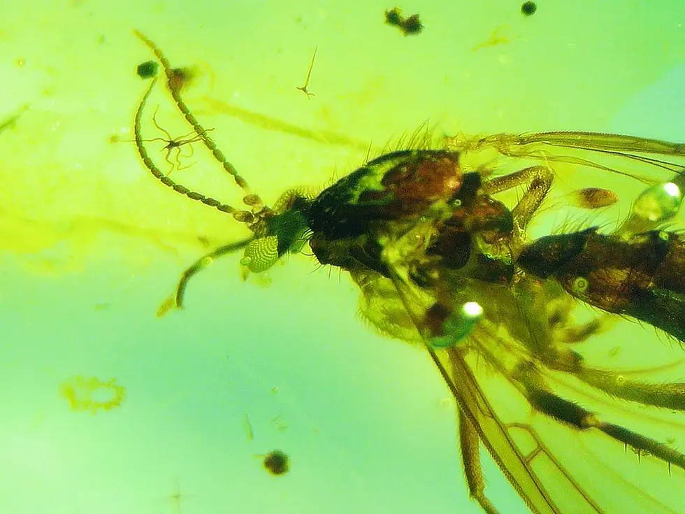 Possible female mosquito