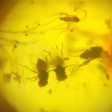 Zoomed Image of Two flies in Amber
