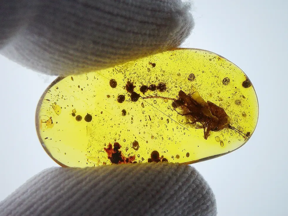 Unusual cricket with large head