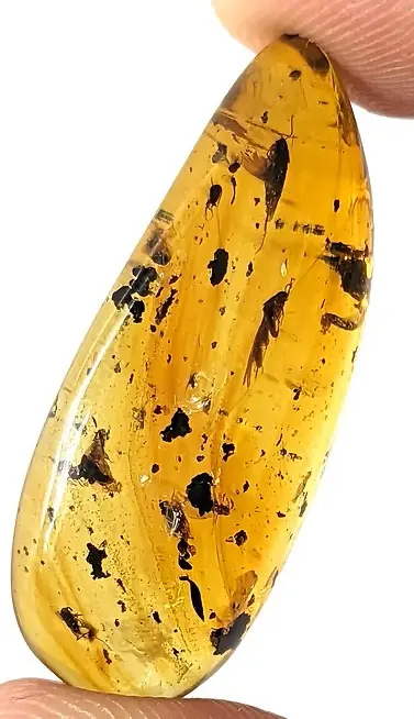 Roaches and some unknown particle in Amber