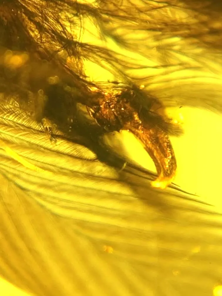 Feather and foot in Amber