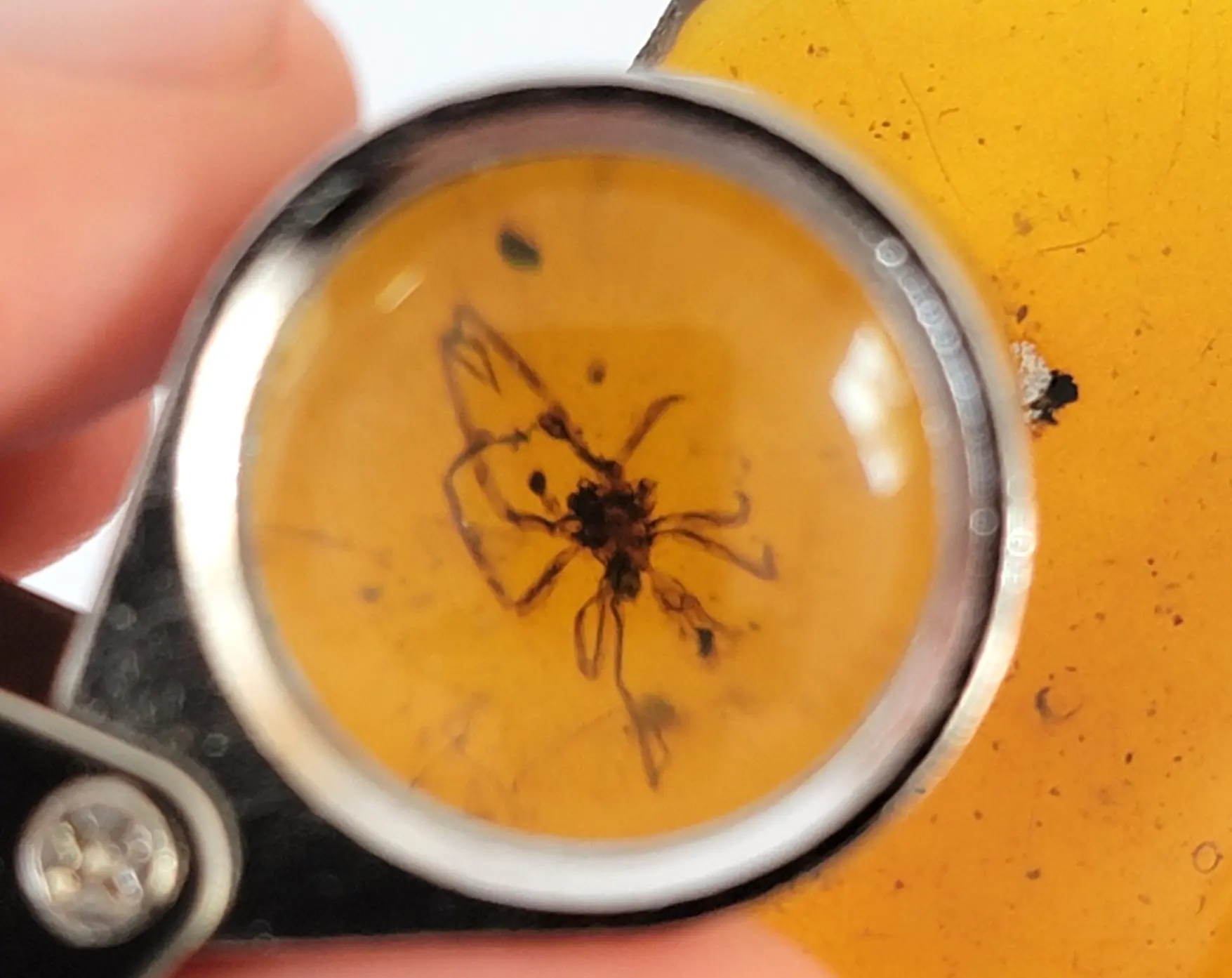 Spider inclusion in Burmese Amber