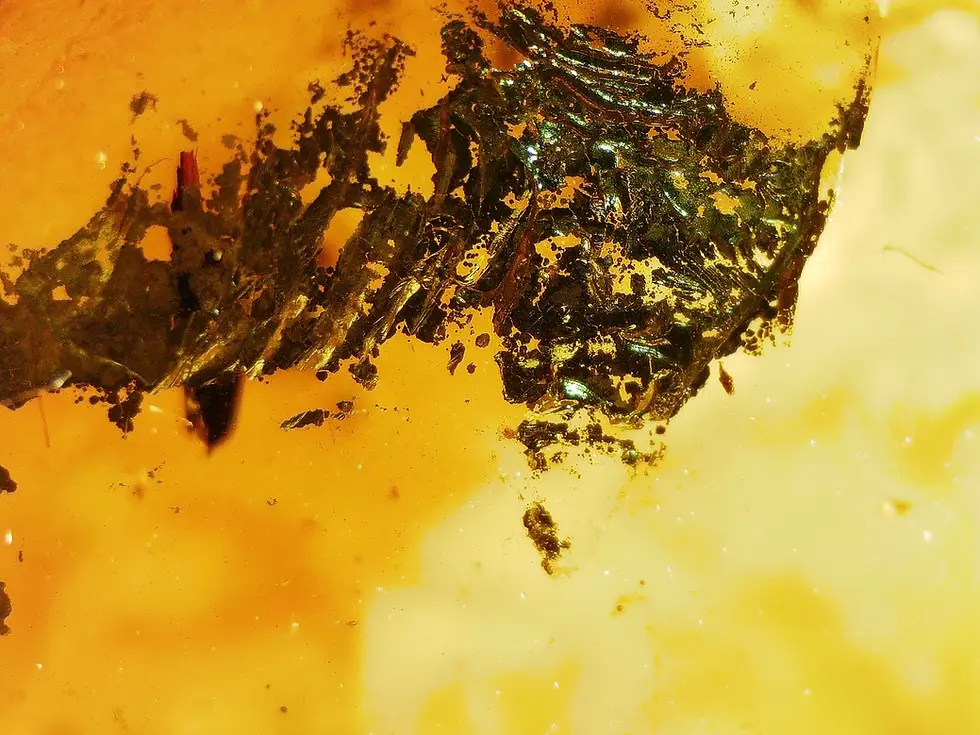 Pyrite inclusion growing inside of the amber.