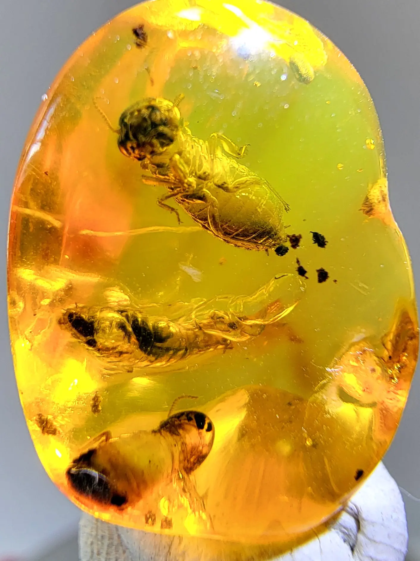 Rare Three Termites in Amber