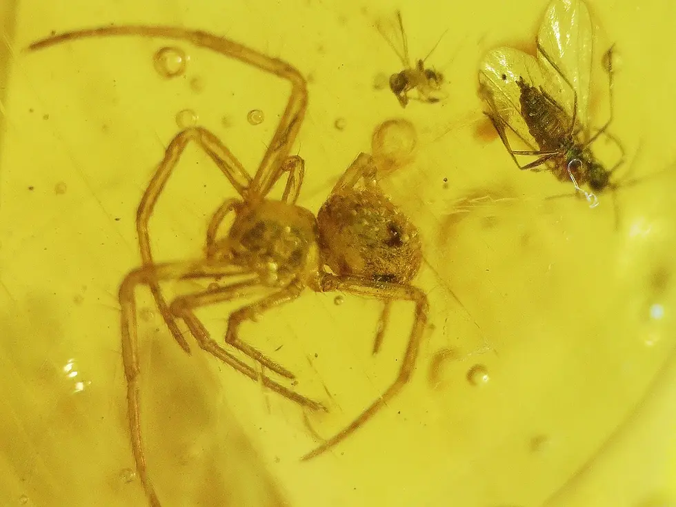 Spider in amber cabochon