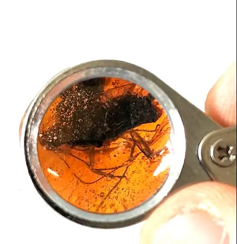 Zoomed Image of Roach in Amber
