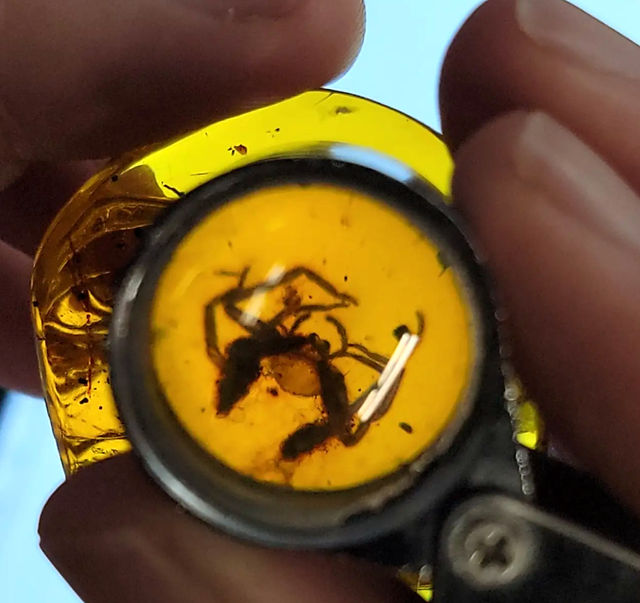 A museum grade spider Inclusions 