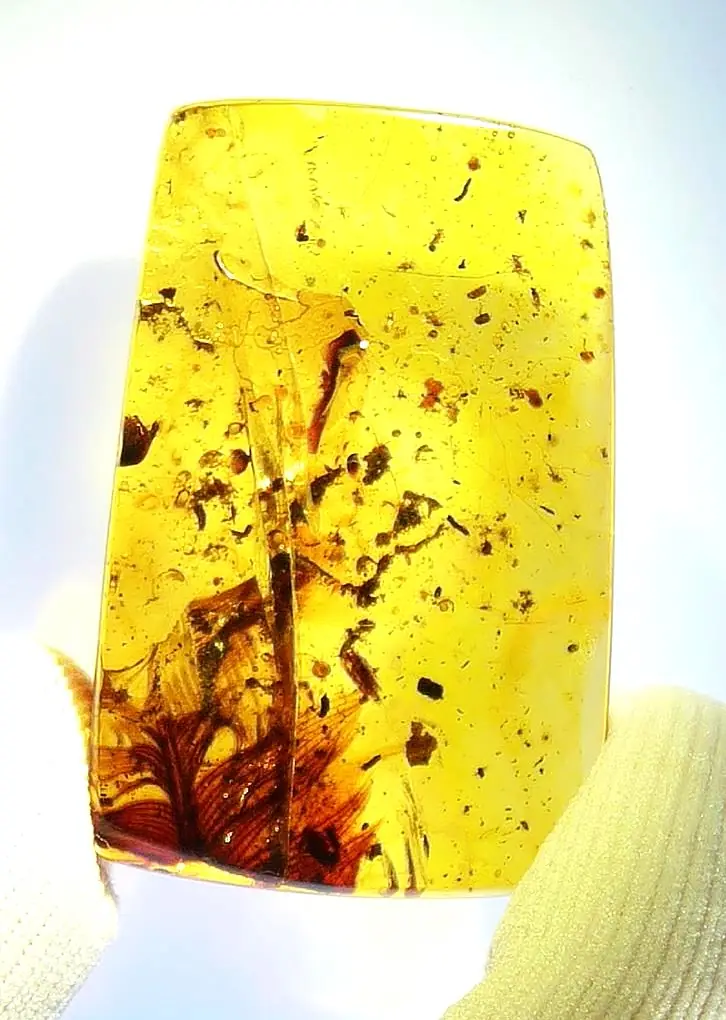 Feather and some bugs in Amber