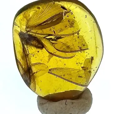 Termite and wing of unknown insect in Amber