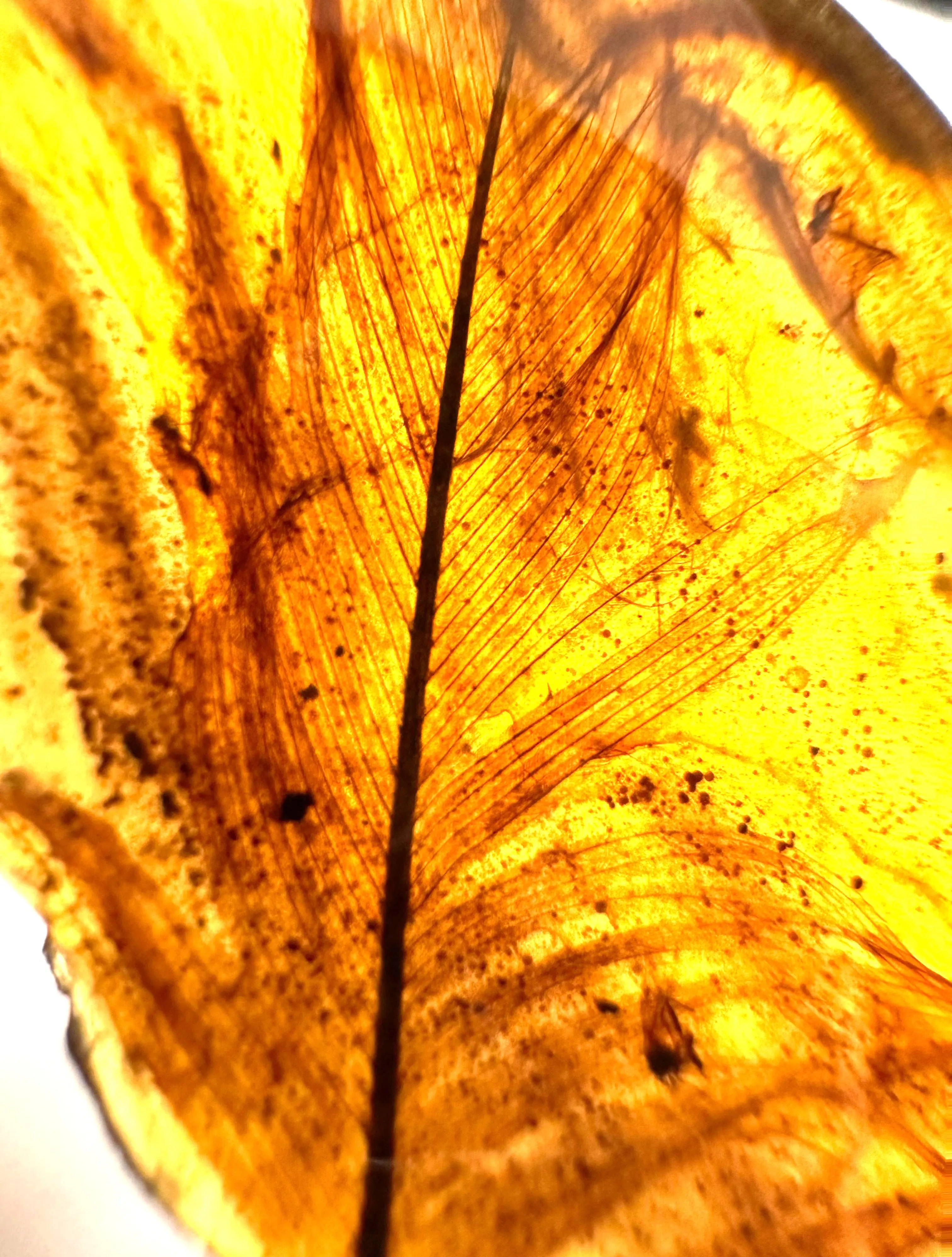 Rare Clear Feather in Amber