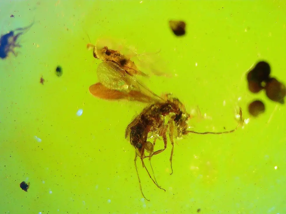 Museum-Clarity beetle with detailed shell in Dominican amber