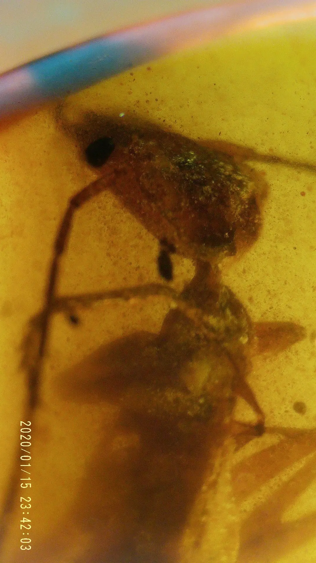 Zoomed Image of Ant in Amber
