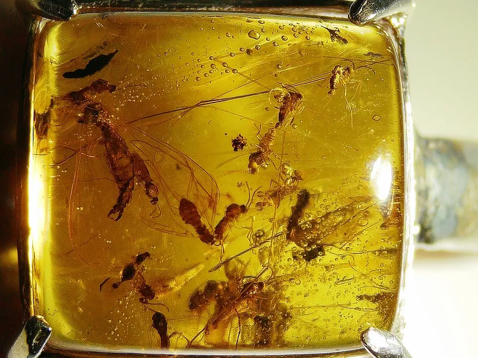 Mosquito eater and mosquito trapped in clear yellow Amber in silver ring
