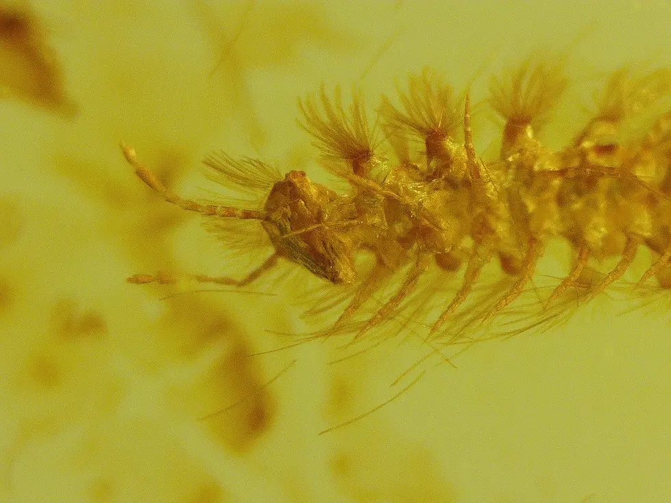 Microscopic Image of Betel Larva Inclusion in Amber 