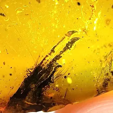 Zoomed image of Lizard Foot in Amber