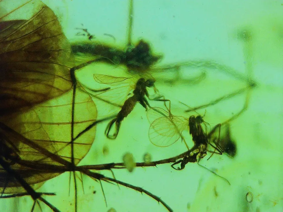 Spider, moth, fly, and more in Burmese amber swarm.