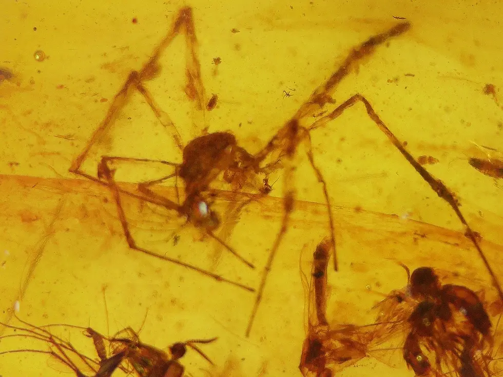 Spider in amber surrounded by bugs 