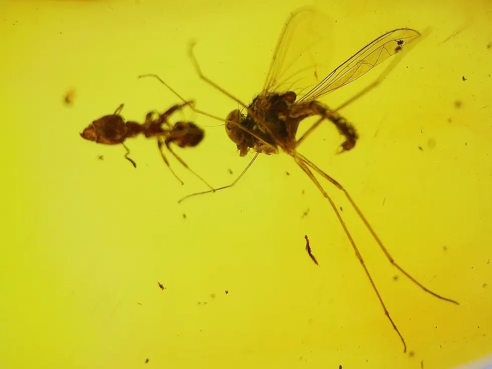 Museum-Grade mosquito and ant in yellow Dominican amber.