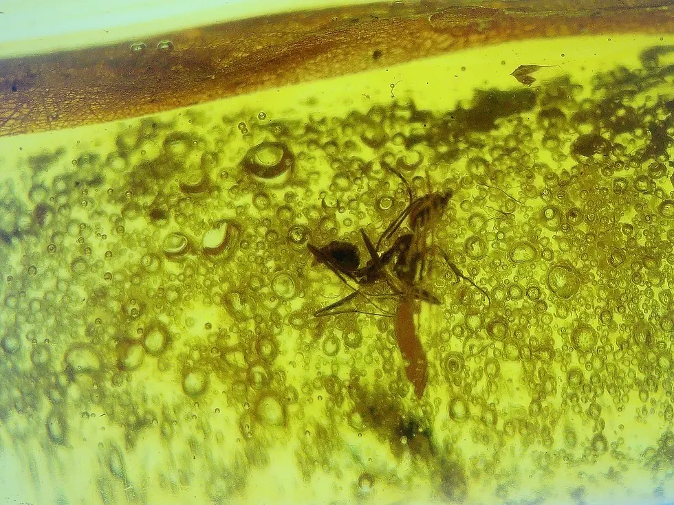 Dominican amber with bubbles from passing rainstorm.