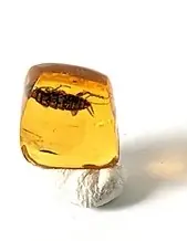 Display of Complete Roach in Amber