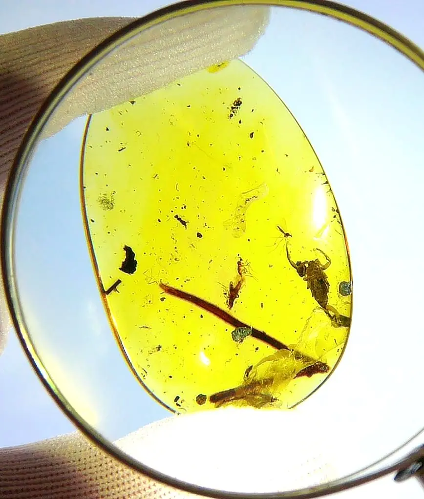 Scorpion and some sticks inclusions in Amber