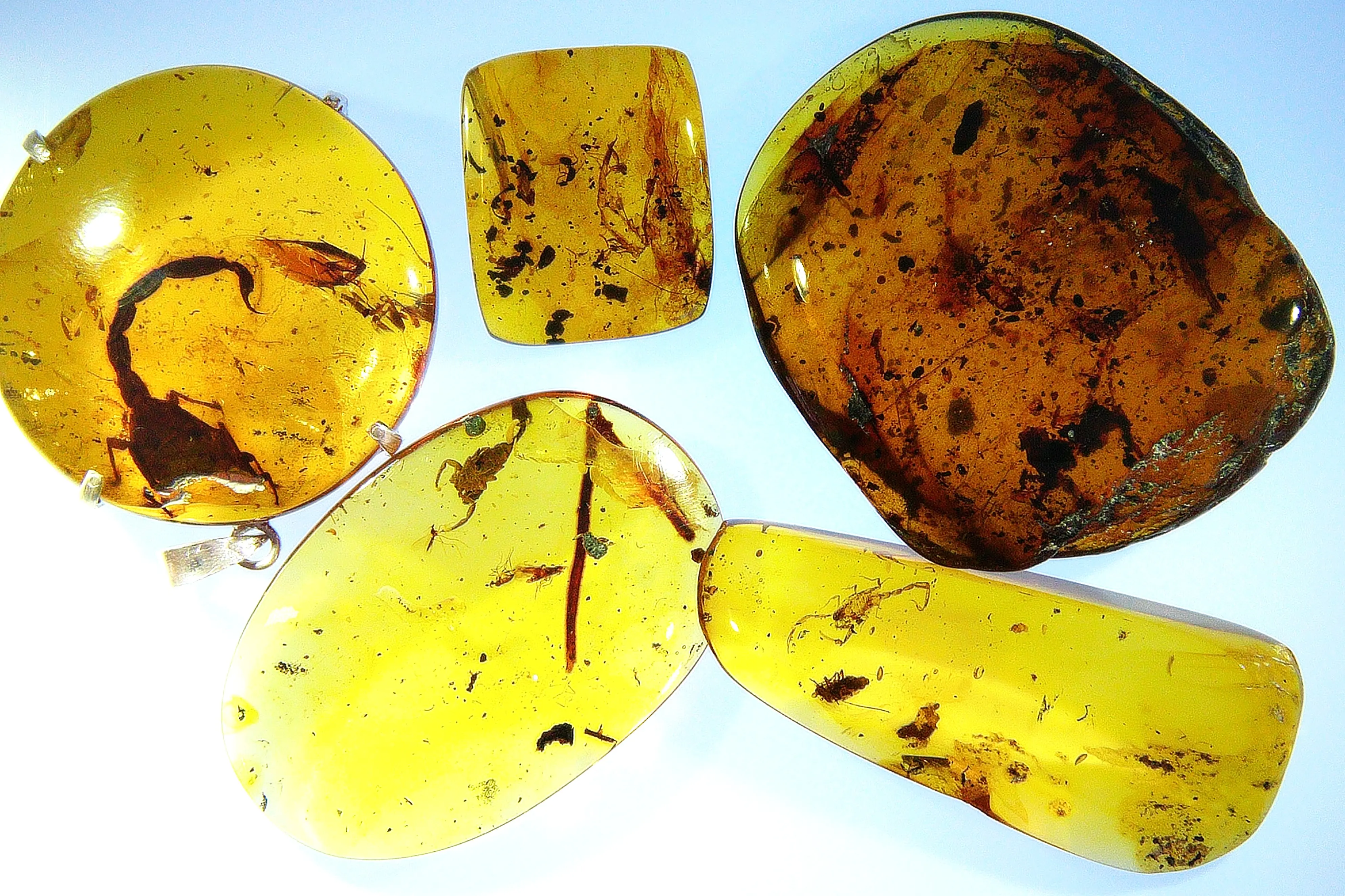 Group of Scorpions in Amber