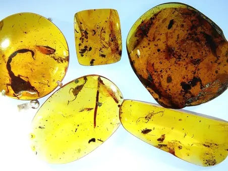 Scorpions in Amber 
