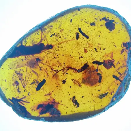 Foot with scales and claw trapped in burmese amber 