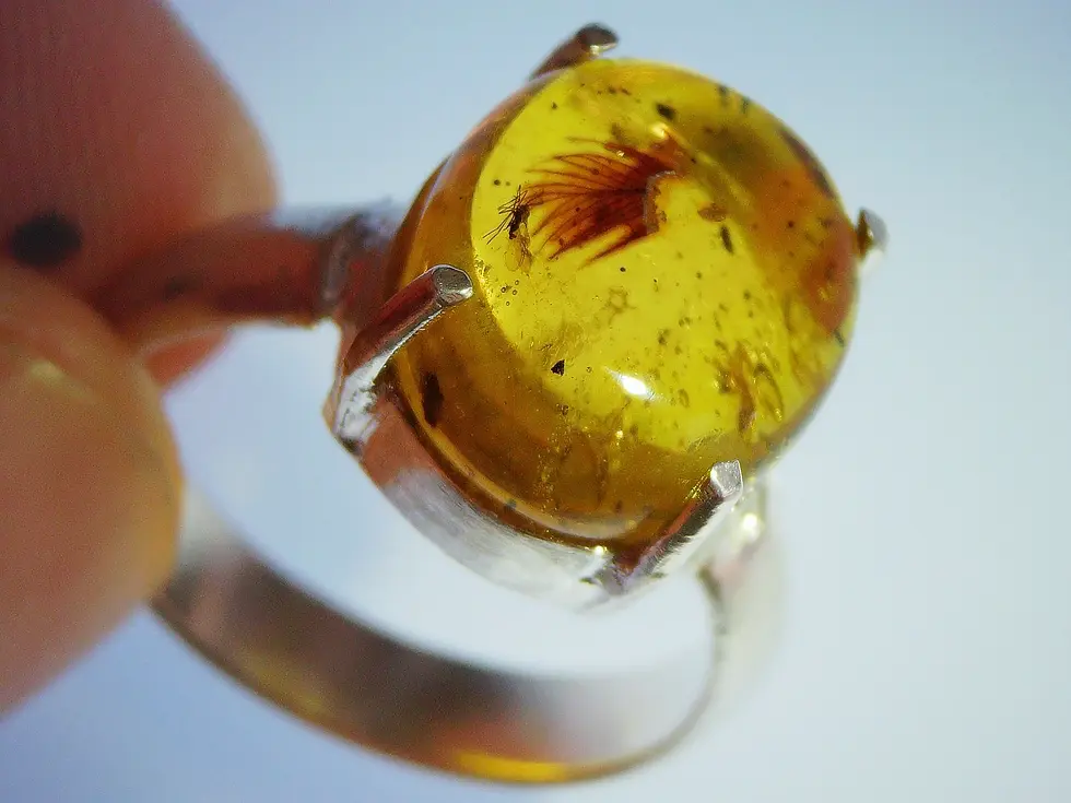 Tip of the feather trapped in amber and set in size silver ring 