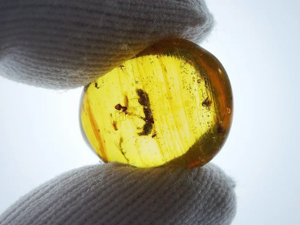 Possible rare female blood sucking mosquito in amber