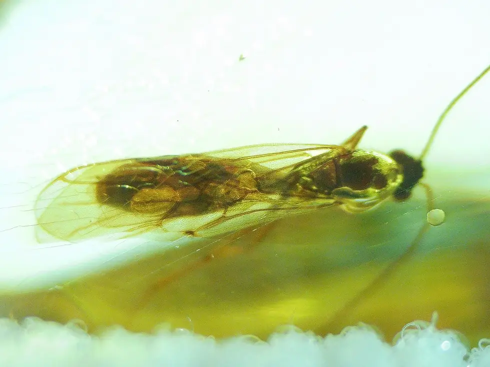 3 wasps in amber, in woven bracelet
