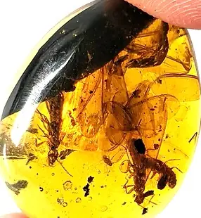 Termite and bugs in Amber
