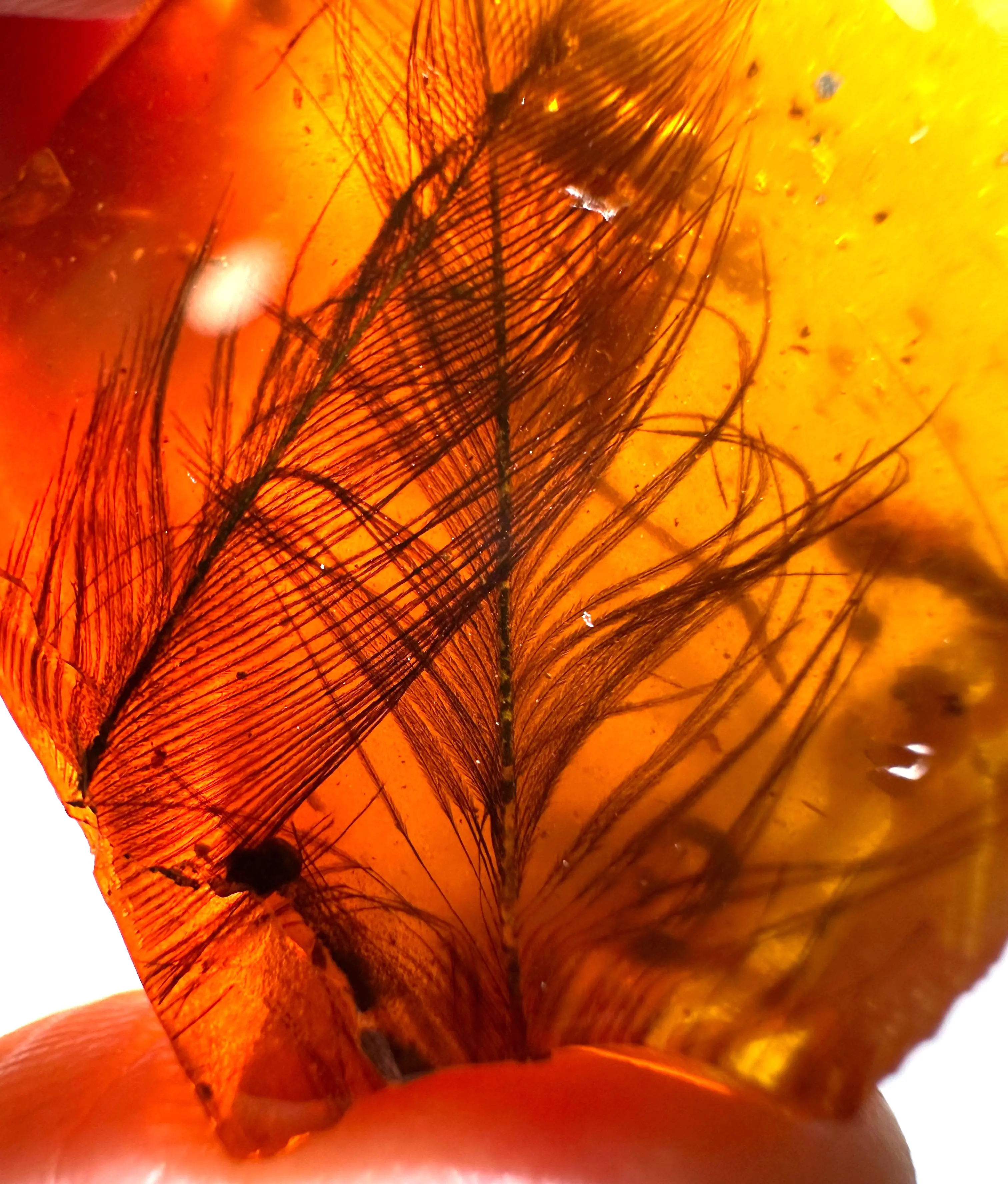 Clear Feather in Red Amber Under a light