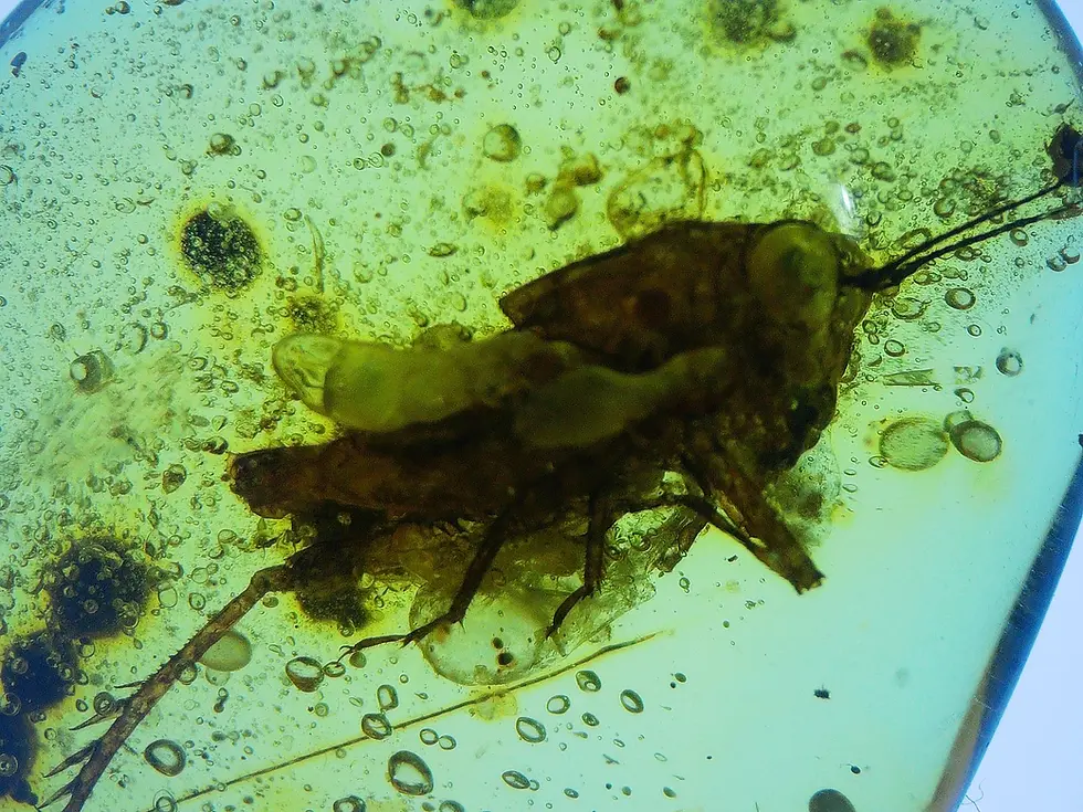 Unusual cricket with large head