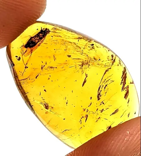 Roach in Burmese Amber