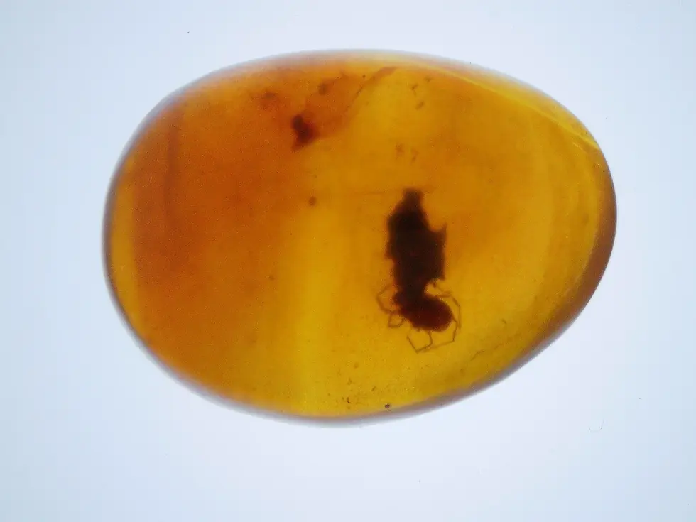 Ticks plagued the dinosaurs This tick was trapped in amber 100 million years ago.