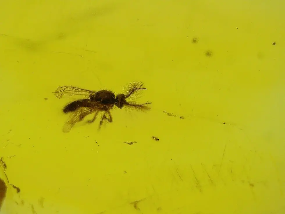 Fly with feather antennae