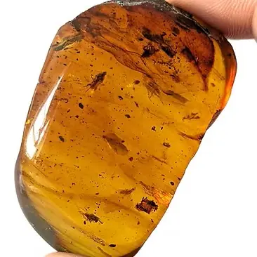 Flies in Burmese Amber