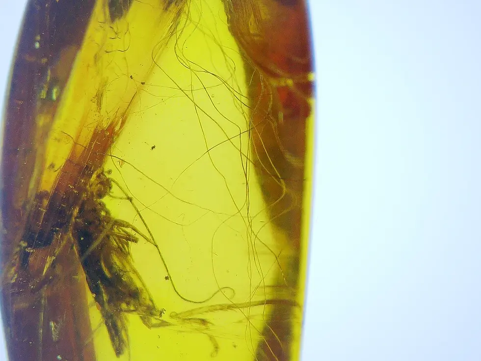 Tuft of mammal hair in amber with cricket