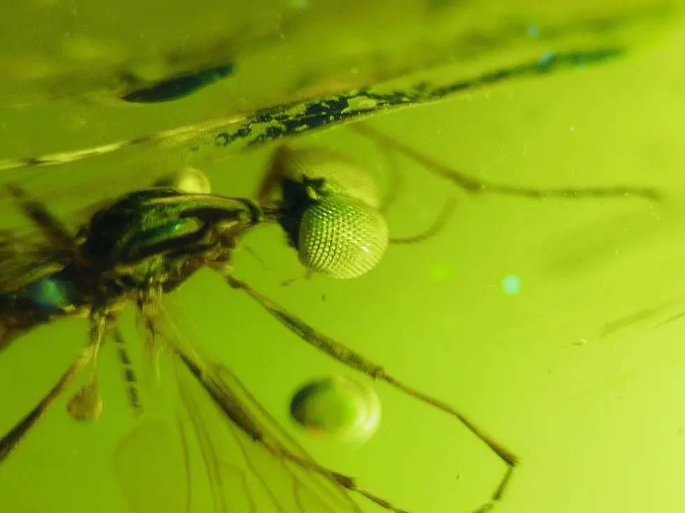 Burmese with rare unindentified insect and swarm of flying insects 